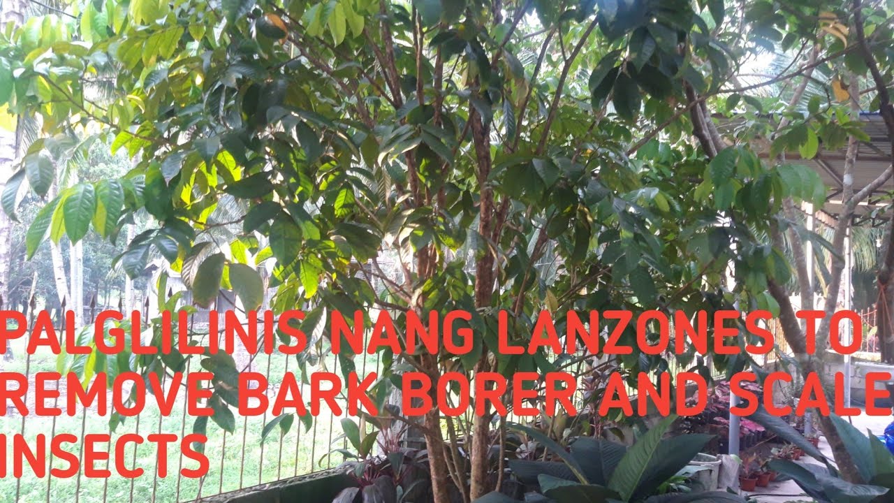 PAGLILINIS NANG LANZONES TO REMOVE BARK BORER AND SCALE INSECT - YouTube