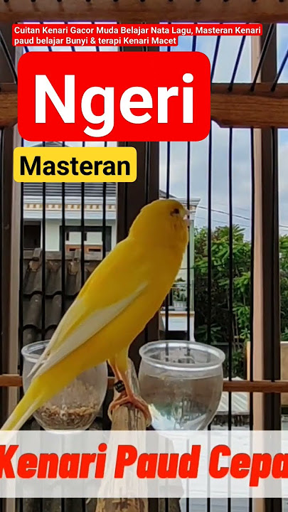 Cuitan Kenari Gacor Muda Belajar Nata Lagu, Masteran Kenari paud belajar Bunyi & terapi Kenari Macet