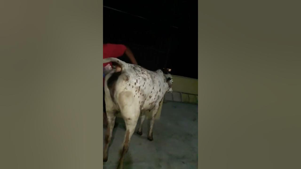 Anus cow YouTube