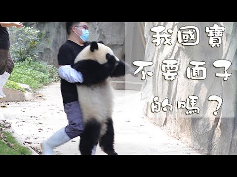 《熊貓早晚安》我國寶不要面子的嗎？| iPanda熊貓頻道