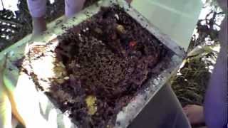 Australian Stingless Bees - Splitting The Hive