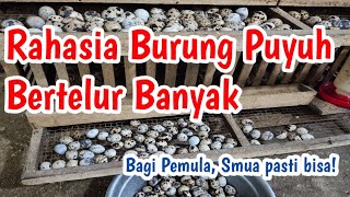 The secret for quail to lay maximum eggs / For beginners, everyone can do it !!