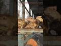 RAT SWARM ATTACK | Stalker 2