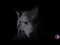 Ask The White Wolf For The Help That You Need In Life And Let Him Guide You (2 hours)