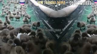 DUCKLINGS DUCK FARMING IS VERY PROFITABLE IN OUR COUNTRY DAVAO PHILLIPINES