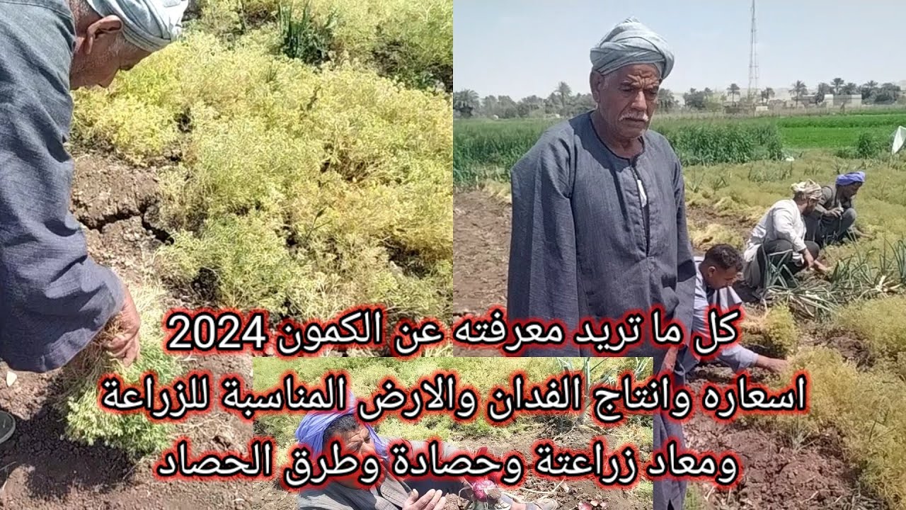 الكمون واسعاره وإنتاج الفدان والأرض المناسبة للزراعة وطرق الحصاد ومعاد الحصاد مع اكبر مزارعي الكمون