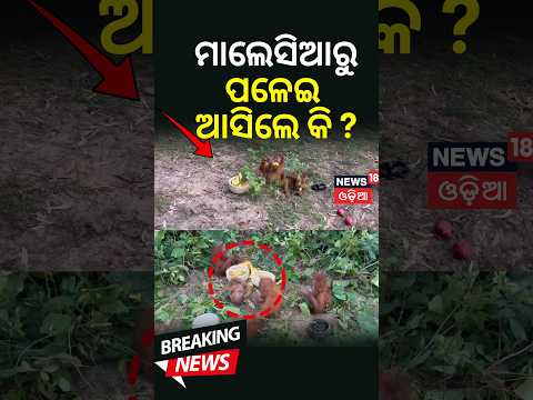 ମାଲେସିଆରୁ ପଳେଇ ଆସିଲେ କି ? Exotic Orangutans Rescued From Bitchitrapur Forest in Bhograi। Odia News