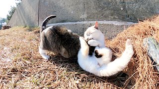 シャム猫と喧嘩をして猫ハウスに立てこもるキジシロ猫