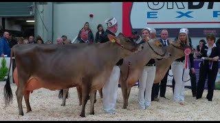 ابقار الجيرسي وجمالها(المواصفات العالمية للبقرة الجيرسي في مسابقة الجمال)