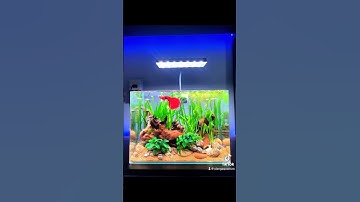 P2. Lam ho ca beta cực rẻ #beta #bettafish #hoca #hồcácảnh #thuysinh