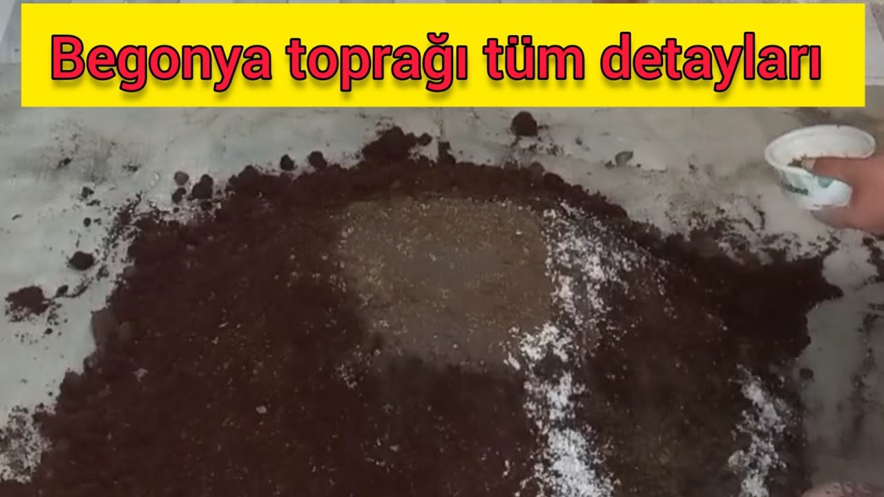 BEGONYA TOPRAĞI NASIL OLMALI ❓️