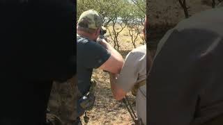 Sable hunt with White Lion Safaris #hunting