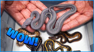 How Did We Make This Snake! Rare Combo