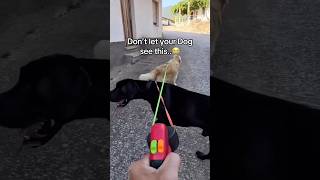 Every dog owner NEEDS this 😱 #dogowners #leash #dogleash  #petlovers