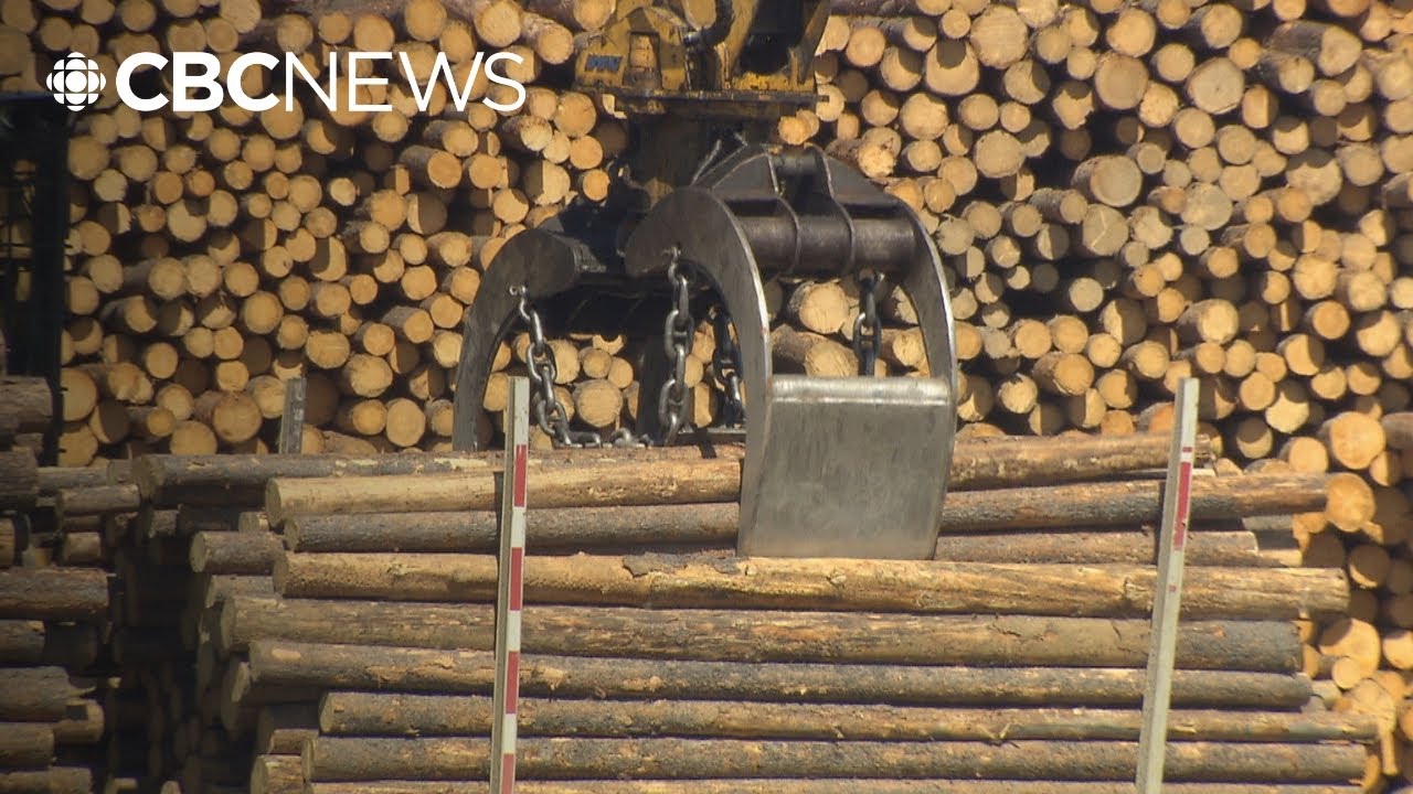 B.C. forestry review calls for more transparent data, assessment of old-growth trees