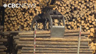 B.C. forestry review calls for more transparent data, assessment of old-growth trees