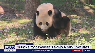 DC’s giant pandas to leave National Zoo for China by midNovember