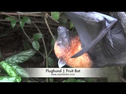 Flughund | Fruitbat | Seychellen