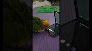 Tech-Savvy Baby Bird Ends a Video Call