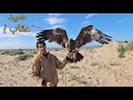 First Time Hunting A Steppe Eagle First Time Hunting A Steppe Eagle