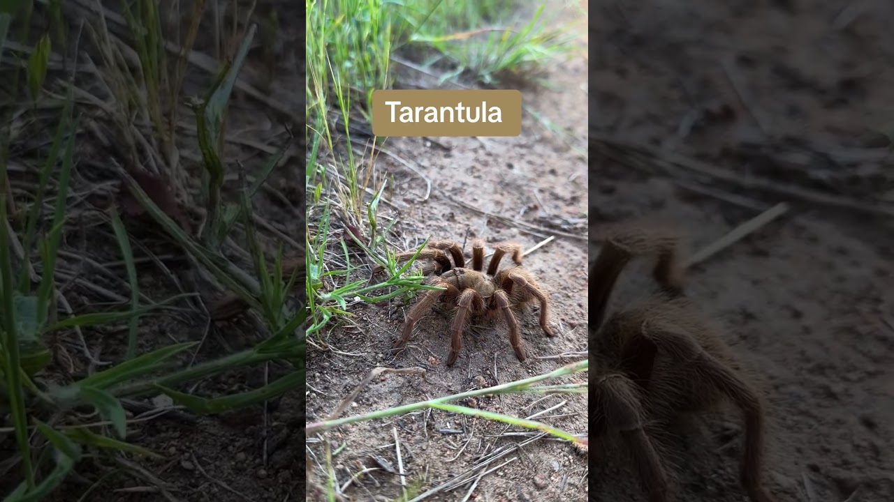 You never know what you’re going to find when you go hiking. First one of the season. ￼#tarantula