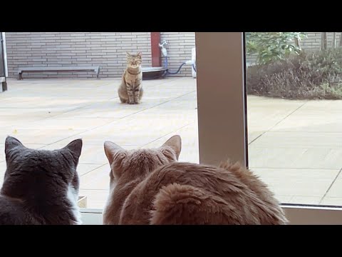 ママネコ様 まとめ4点 hqdefault.jpg