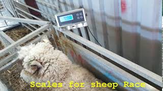SCALES FOR SHEEP RACE