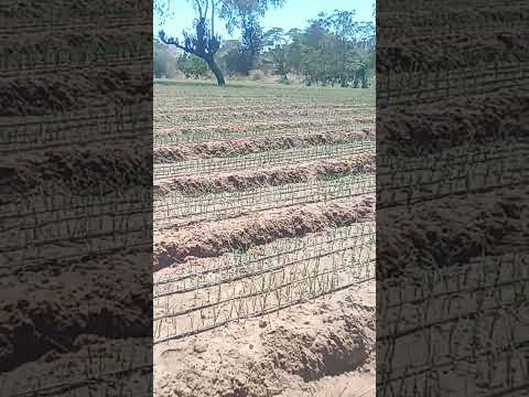 Video: Onion Drip Irrigation – Leer over uien water geven in de tuin