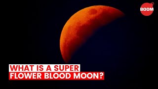 What Is A Super Flower Blood Moon | BOOM | Lunar Eclipse 2021