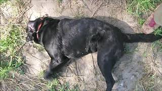 Cooper (Black Lab) Suffering Generalized (Grand Mal) Seizure - Intense and Prolonged