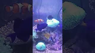 aquarium laut marinetank ikanlaut coral reef
