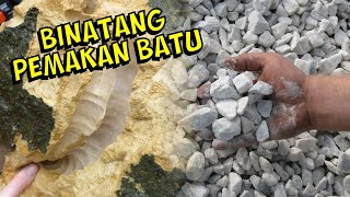 TAHUKAH ANDA ADA BINATANG PEMAKAN BATU ???