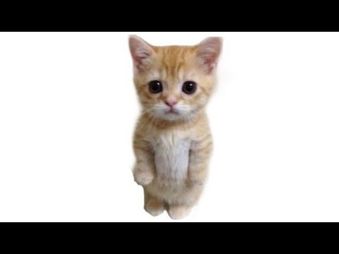 Видео: Плейлист, под который удобно чувствовать себя котёнком-невдуплёнком 🙀🐾
