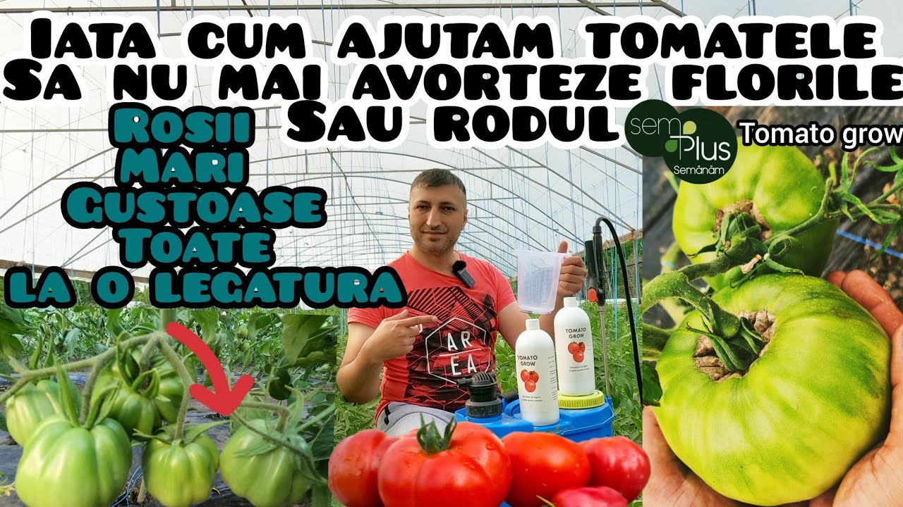 De ce imi avorteaza florile la tomate ?  Iata solutia pentru o recolta bogata