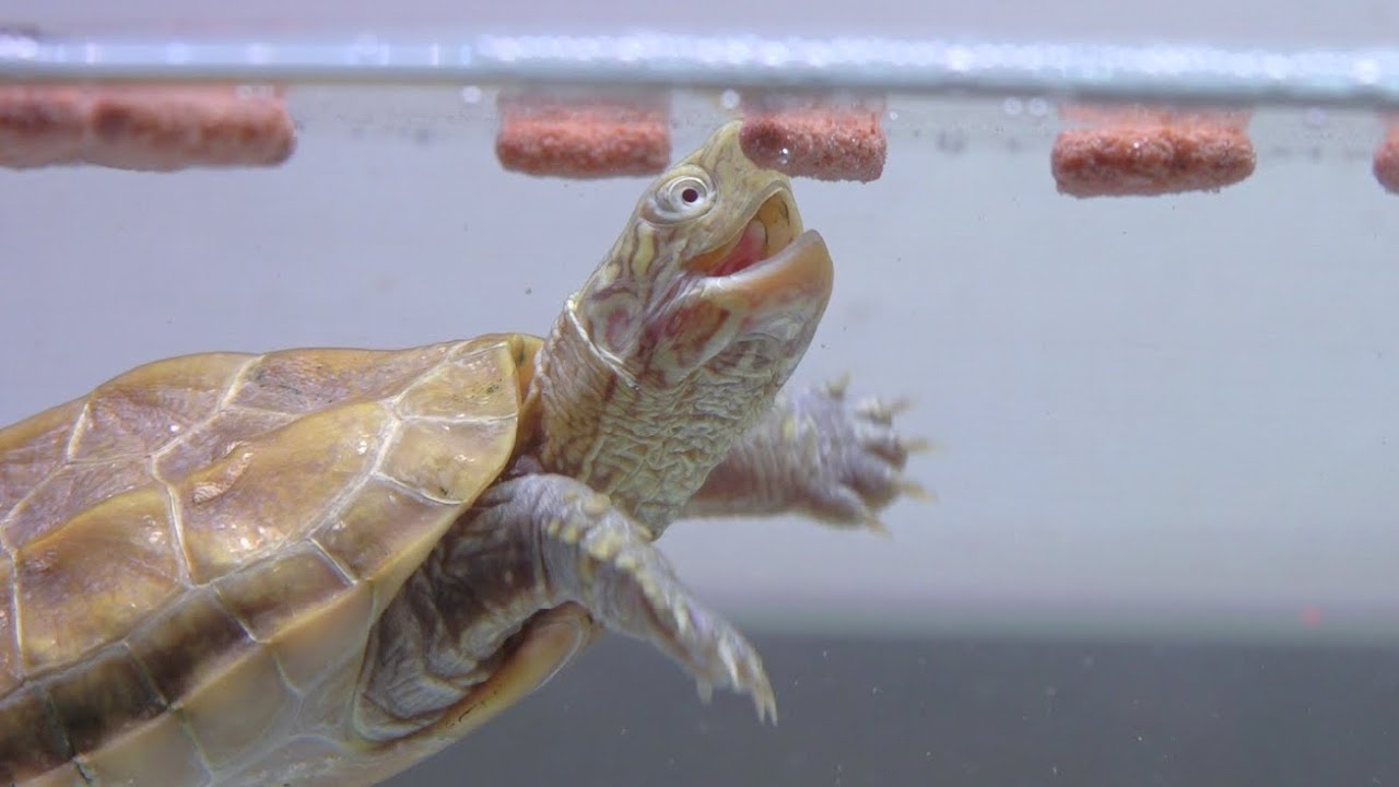 一生懸命餌を食べるカメの赤ちゃん