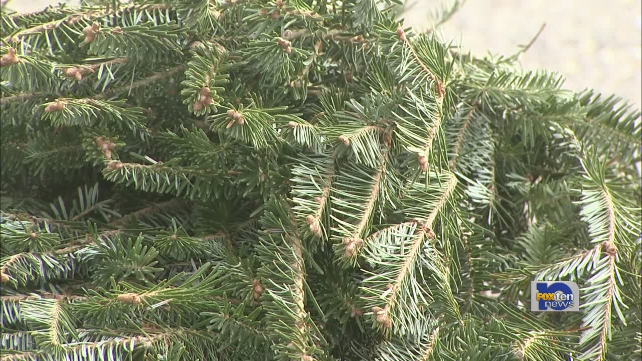 Christmas tree recycling - YouTube