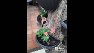 Na Varanda De Sua Casa