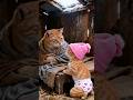 Kitten buys a new quilt for her cold mother#cat #cute #love #mother #family #shorts