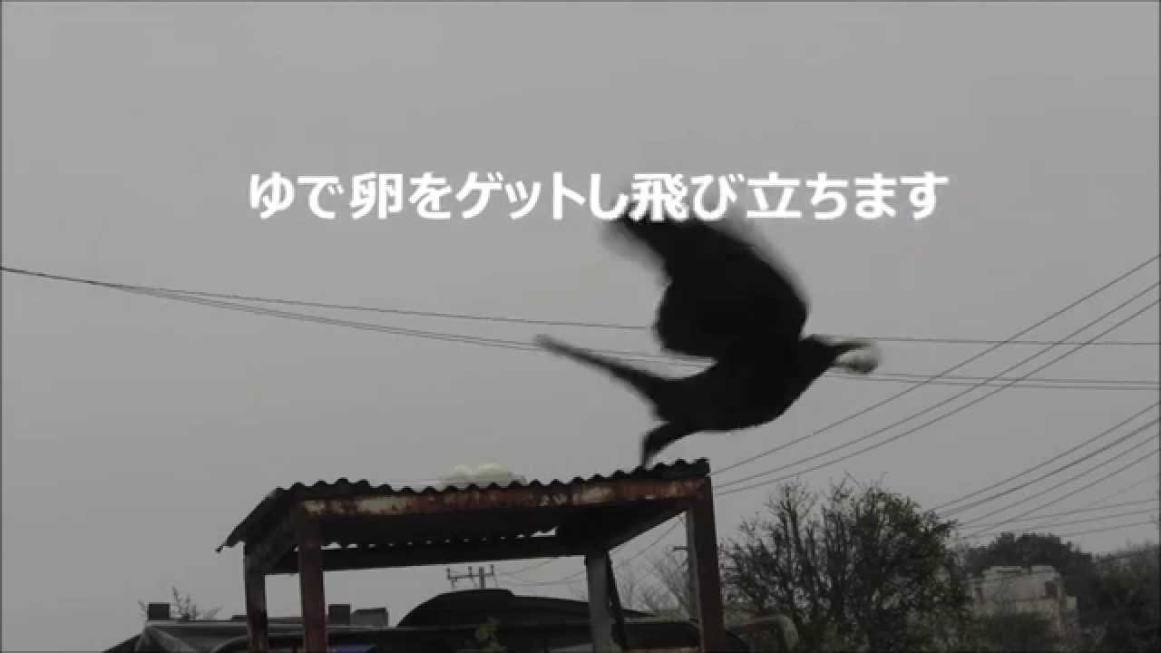 カラス ゆで卵 を咥えて飛んで行く Youtube
