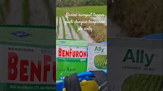 racun rumput untuk tanam padi tabela usia 10 hsb  benpuron pls ally #sawah #paditabela #pertanian