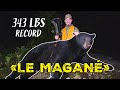 Le magan film de chasse ours record  larc