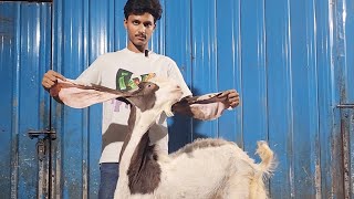 Top Class Hyderabadi Bakriya At Mawa Goat Farm.