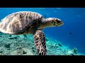 Turtle behavior and facts | Veligandu Island Maldives