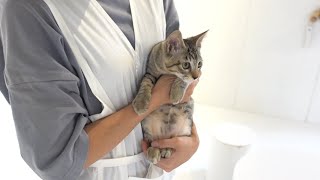 保護猫喫茶Necoma かわいいキジトラ子猫をバックヤードから出してくれました9月22日