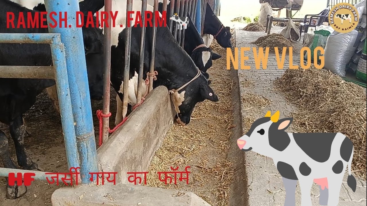 New Vlog | Ramesh Dairy Farm 🐄|