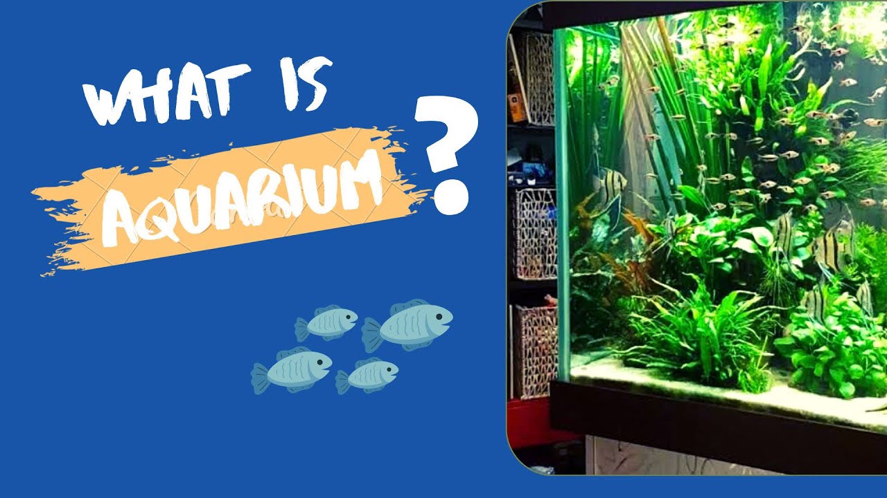 What Is Aquarium ? Aquarium Kya Hai YouTube