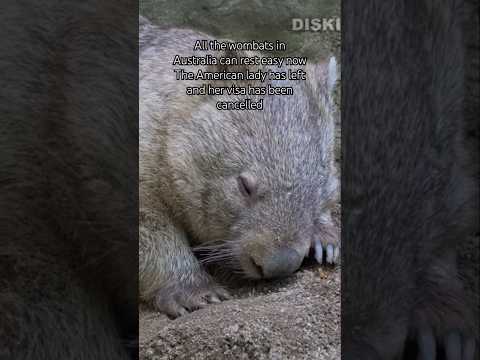 I hope that woman never returns #wombats #samjones #american #Australia #aussie