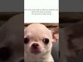 dogesh masti #memes #funny #dog #popular#tweetreels