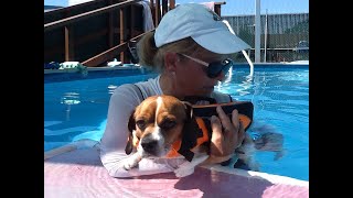 Snoopys Story Part 2 Swimming Strengthening Beagles Leg Muscles