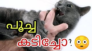 cat biting firstaid/പൂച്ച കടിച്ചാലോ മാന്തിയാലോ ചെയ്യേണ്ട കാര്യങ്ങൾ@catsworld1469  #persian #cats by cats world 986 views 2 years ago 6 minutes, 43 seconds